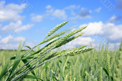 Green Wheat