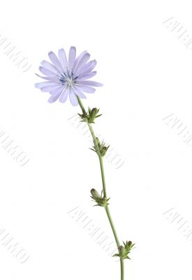 Blue Wild Flower