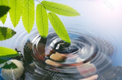 Leaves On The Water