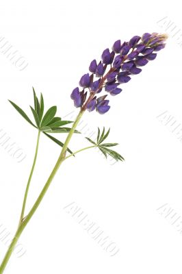 Lupine Flower On White