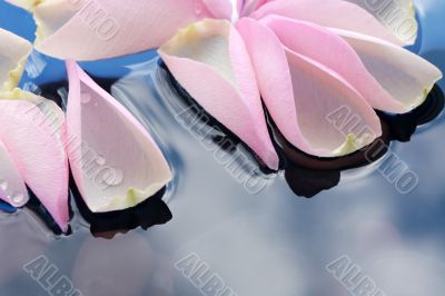 Rose Petals On Water