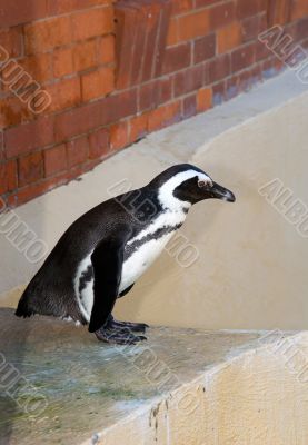 Penguin