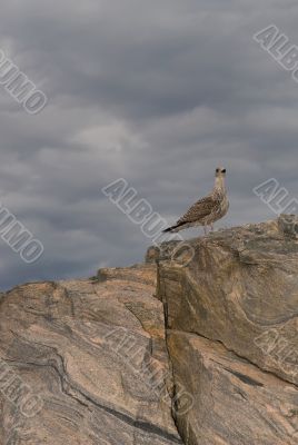 Polar partridge