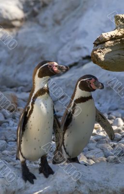 penguins