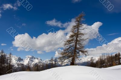 fur-tree