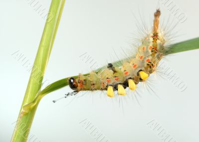 Caterpillar.