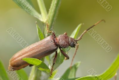 Longicorn beetle on a branch.