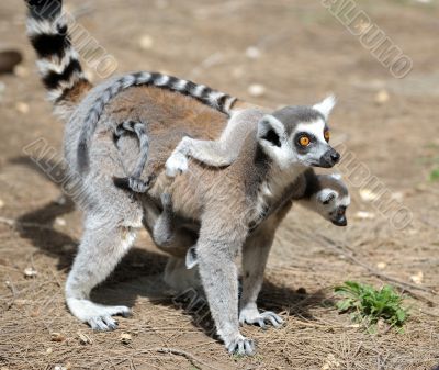 Lemurs