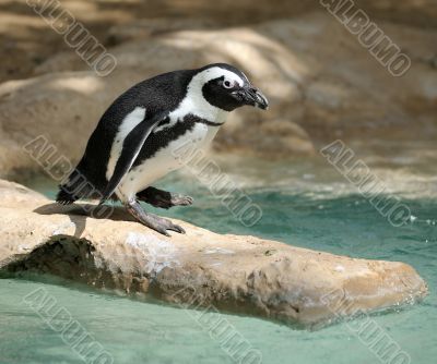 Penguin