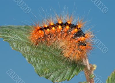 Fiery-red caterpillar.