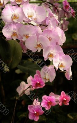 Orchids