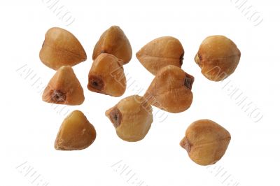 Buckwheat