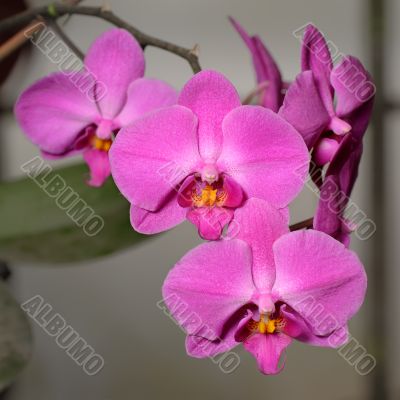 Orchids