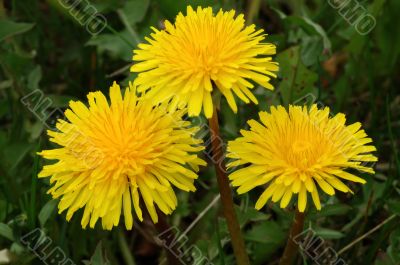 Dandelion