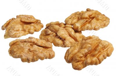 walnut (Juglans regia)