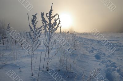 Frosty winter morning