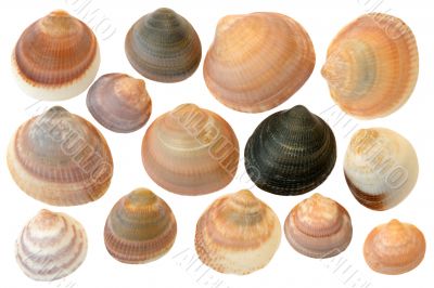 
Seashells