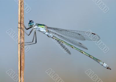 Dragonfly close 