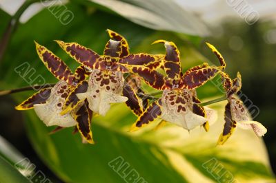 Orchids