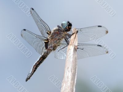 Dragonfly close-up
