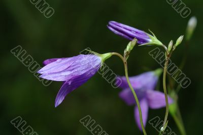 Campanula rotundifolia