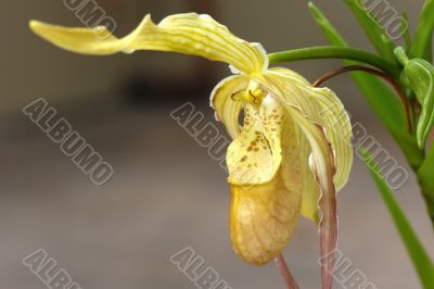 Tropical flowers