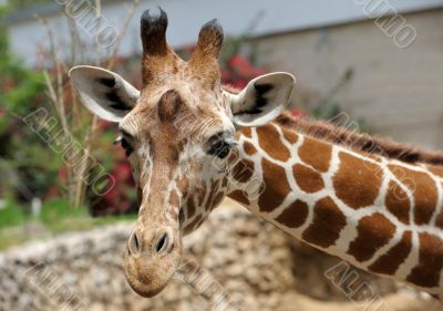 Giraffe