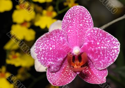 Orchids