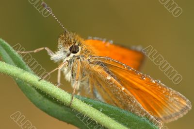 Butterfly Large Skipper (Ochlodes sylvanus).