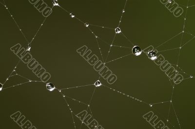 Drops on the web 