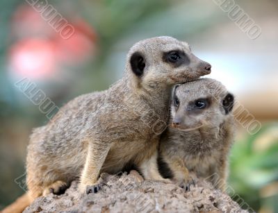 Suricata