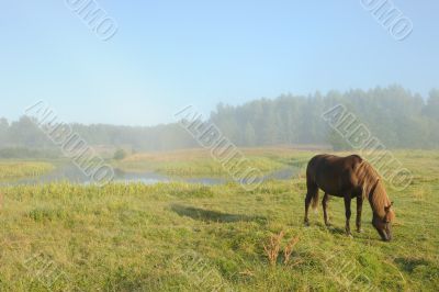 Horse at a sunrise