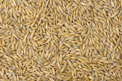 Oats