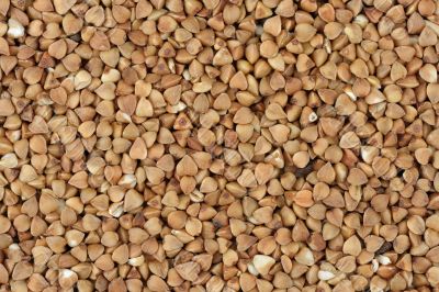 Buckwheat