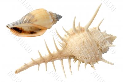 Seashells