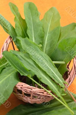 Sorrel in the basket