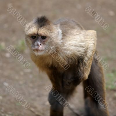 Monkey 