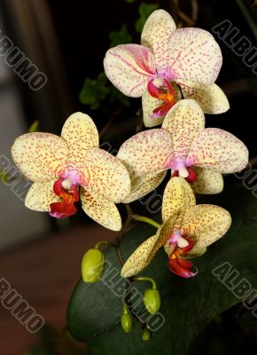 Orchids