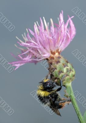 Bumblebee on flower.