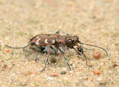 Tigerbeetle