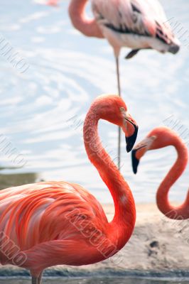 Flamingos On Beach