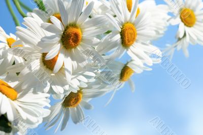 Ox-Eye Daisy Flowers
