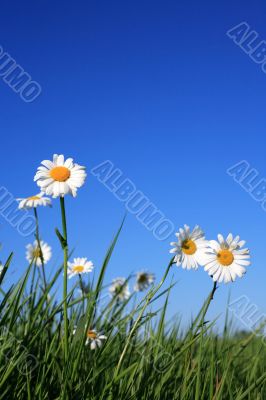 Ox-eye Daisy Flowers