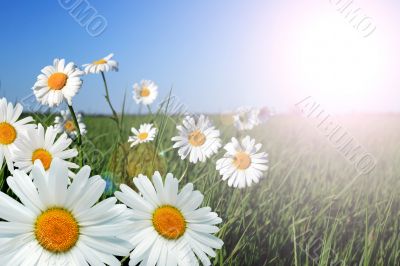 Ox-eye Daisy Flowers