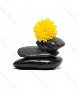 Balancing Dandelion