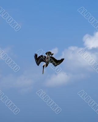 Pelican