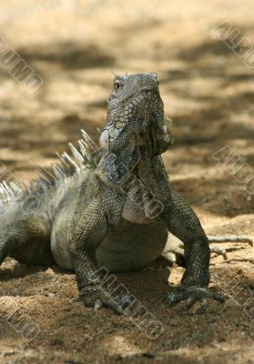 Iguana 