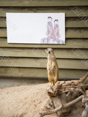 SuriÑat (Suricata suricatta)