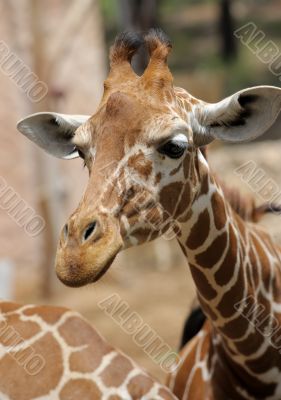 Giraffe
