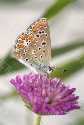 Copper-butterfly on a clover
